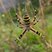 Argiope frelon