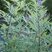 Vitex agnus-castus