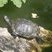 Tortue de Californie