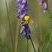 Misumena vatia