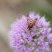 Volucella inanis