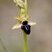 Fleur d'ophrys de Provence - sous réserve