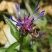 Centaurée des montagnes - centaurea montana L.