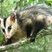 Didelphis albiventris