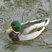 Canard colvert 