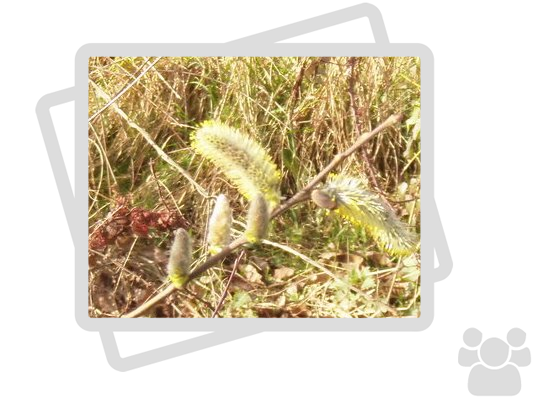 Prairies Saint-Martin Rennes