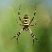 Argiope frelon