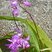 Bletilla striata (orchidée jacinthe)