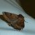 Papillon noctuelle.