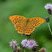 Tabac d'Espagne (Argynnis paphia)