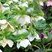 Hellebores