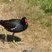 Gallinule poule d'eau