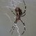 Argiope