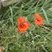 Coquelicot