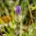 Catananche bleue