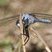 Orthetrum brunneum - mâle