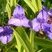 Tradescantia