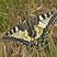  Machaon - Papilio machaon