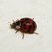 Coccinelle asiatique Harmonia axyridis