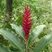 Alpinia