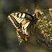 Machaon