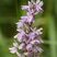 Orchis moustique