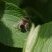 Eristalis tenax