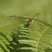 Sympetrum striolatum femelle