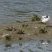 Mouette rieuse