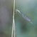 Agrion élégant femelle