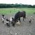 Charly et ses poules