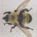 Laphria thoracica