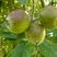 Pomme "reinette"