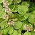 Centella asiatica (sous réserve)