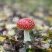 Amanita muscaria ou amanite tue-mouches