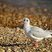 Mouette rieuse