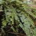 Asplenium