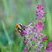 Bombus pascuorum