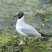 Mouette rieuse en tenue d'été