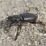 Broscus cephalotes (Linnaeus, 1758)