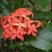 Ixora Orange