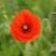 Coquelicot