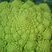 Chou romanesco - brassica oleracea