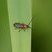 Cantharis nigricans - sous réserve