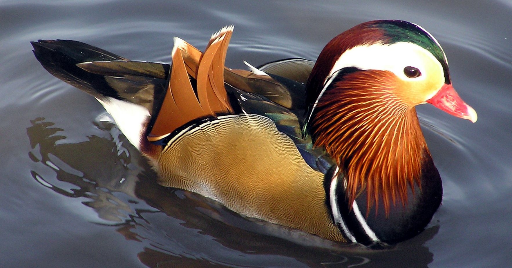 Виды водоплавающих птиц фото и названия
