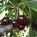 Cerises