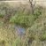 Canal de Vergières - Réserve Naturelle des Coussouls de Crau