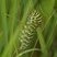 Chenille de Machaon