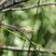 Sympetrum sanguineum