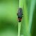 Cantharis fusca